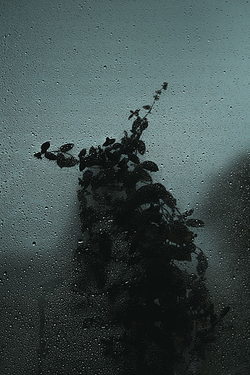 Drops, Bush, Macro, Dark, Wet, Glass HD phone wallpaper