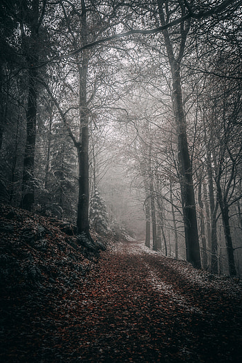 Nature, Trees, Autumn, Forest, Fog, Path, Foliage HD phone wallpaper