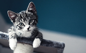 of cat, Cat lovers' delight, Feline adoration, Cat-themed beauty HD wallpaper