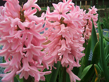 Flowers, Hyacinth, Close-Up, Greens HD wallpaper