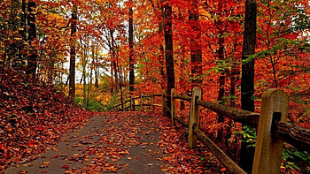 Autumn Path, path, trees, autumn, forests, nature HD wallpaper