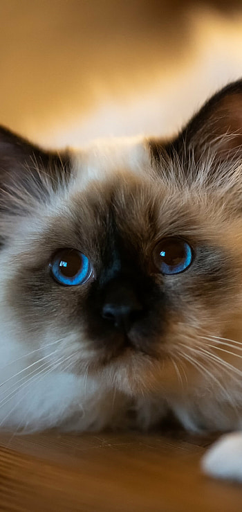 Animal cat , Feline friend, Cute and cuddly, Pet lovers' delight HD phone wallpaper