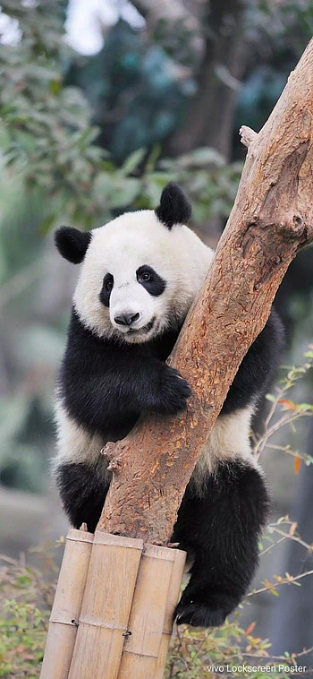 Cutie Panda, fur HD phone wallpaper