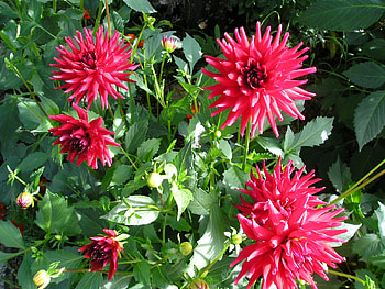 flowers HD wallpaper