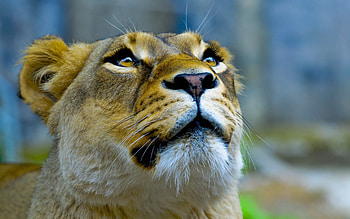 Animals, Up, Top, Muzzle, Sight, Opinion, Lioness HD wallpaper