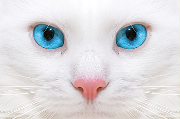 Animals, Macro, Kitty, Kitten, Beautiful, White Cat HD wallpaper