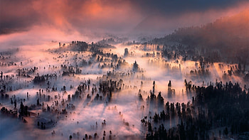 hillside forest under fog, fog, forest, hill, mountain HD wallpaper