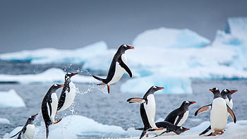 Top penguin backgrounds, Cute and cool, Arctic inhabitants, Adorable HD wallpaper