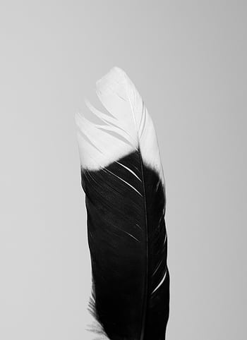 Close-up of a single feather in black and white, showcasing natural textures and patterns. HD phone wallpaper