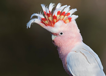 Cockatoo, Major Mitchell's Cockatoo, Animal, Birds HD wallpaper
