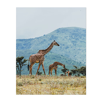 Ngorongoro Crater, Arusha region, Tanzania HD phone wallpaper