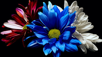 Chrysanthemum, Dark background, Colorful flowers, perfection HD wallpaper
