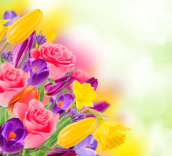 Colorful Flowers, colorful, roses, crocus, flowers, tulips, spring HD wallpaper