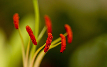 Flower, Macro, Stamens, Greased, Smeared, Stems HD wallpaper