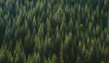 Green trees, nature, forest HD wallpaper