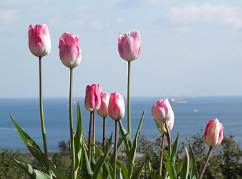 Flowers, Tulips, Horizon, Flower Bed, Flowerbed HD wallpaper