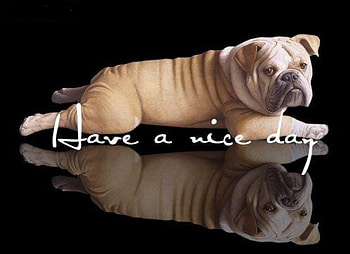 BULL DOG SAY'S..., animal, dog, bull dog, cute, pet HD wallpaper