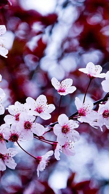 Flower, Beautiful, Floral Background HD phone wallpaper