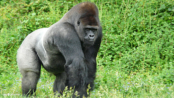Gorilla sf , Mammals HD wallpaper