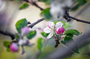 Nature Bloom: Vibrant Flower in Focus, nature, flower HD wallpaper