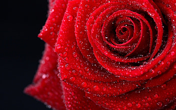 Red Rose, rose, wet, flower, red, drops HD wallpaper