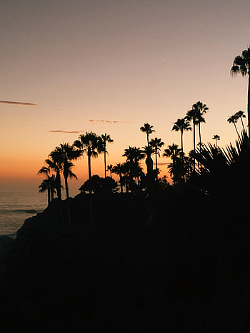 Nature, Trees, Sunset, Palms, Silhouette, Tropical HD phone wallpaper