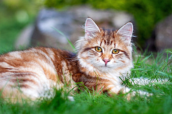 Cat, animal, kitty, Kitten HD wallpaper