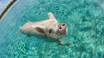 Ultra pig , farm cuteness, Stunning snouts, Playful oinks HD wallpaper