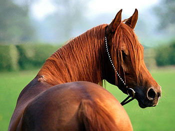 what you looking at, animal, mane, horse, head HD wallpaper