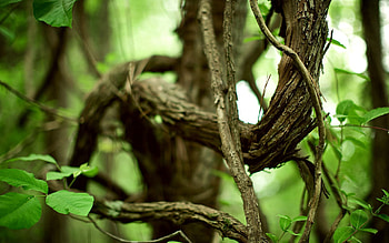 Nature, Chains, Wood, Tree, Branches, Old, Winding, Sinuous HD wallpaper