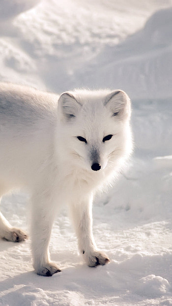 White Artic Fox Snow Winter Animal 6 HD phone wallpaper