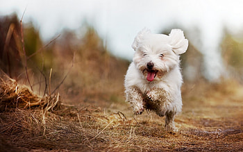 Bolognese Dog, Running, Animals HD wallpaper
