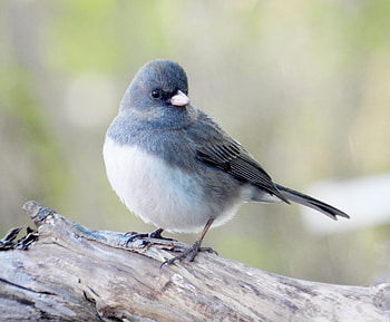 Female Dark-Eyed Junco, Bird, graphy, Dark Eyed Junco, Spring, Female HD wallpaper