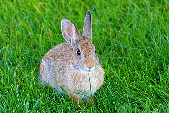 Animals, Grass, Animal, Rabbit, Hare HD wallpaper