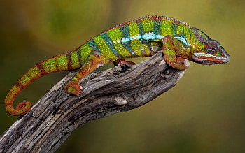 Chameleon, animal, nature, lizard HD wallpaper