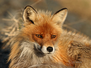 fox for Lena, red fox, nature, animals, portrait HD wallpaper