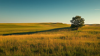 Golden Prairie — North American Grassland, North America, landscape, grassland HD wallpaper
