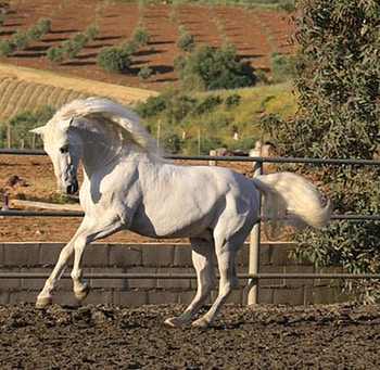 Grey Andy, spanish, andalusian, horses, grey, iberian HD wallpaper