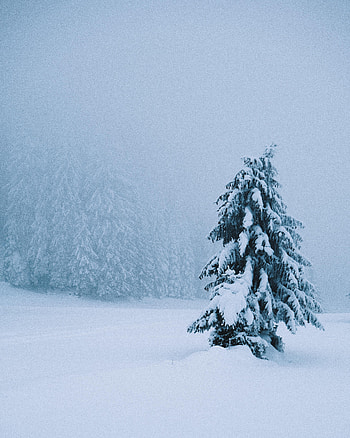 Winter, Nature, Snow, Wood, Tree, Spruce, Fir, Snowstorm HD phone wallpaper