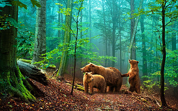 Animals, Bears HD wallpaper