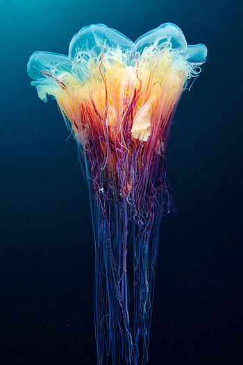 Mobile , High-definition, Mobile screen backgrounds, Vibrant colors HD phone wallpaper