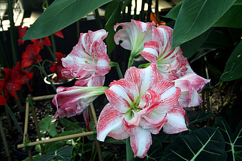 Flowers, Leaves, Buds, Amaryllis HD wallpaper