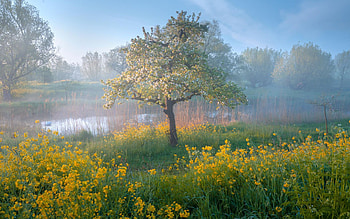 Spring colours everywhere in The Netherlands, morning, blossoms, foggy, meadow, tree, pond HD wallpaper