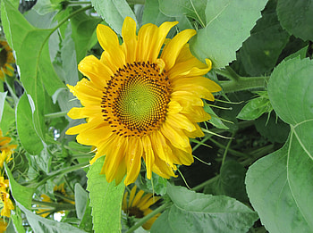 Flowers, Sunflowers, Summer, Greens, Mood HD wallpaper