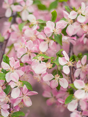 Flowers, Petals, Bloom, Flowering, Branch, Garden HD phone wallpaper