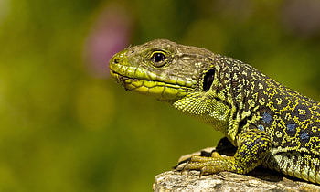Lizard , Extensive collection, Reptile kingdom, Diverse species HD wallpaper