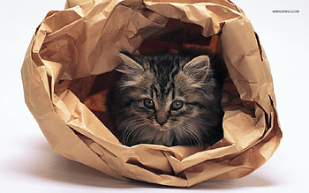 Hiding, wrappe, cat, kitty, paper HD wallpaper