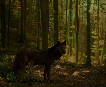 Black Wolf, summer, black, wolf, forest HD wallpaper