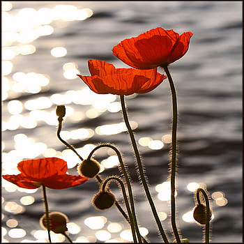 sunset reflection, wild flower, poppy, sunset, red HD wallpaper