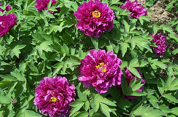 Flowers, Peonies, Greens, Flower Bed, Flowerbed, Spring HD wallpaper
